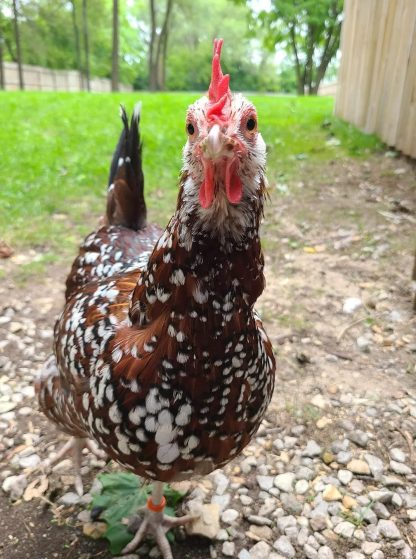 chickens for sale sussex county nj