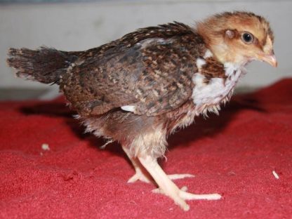Speckled Sussex Chick