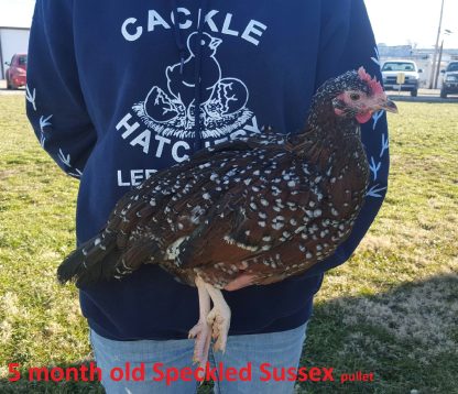 Speckled Sussex Chicken