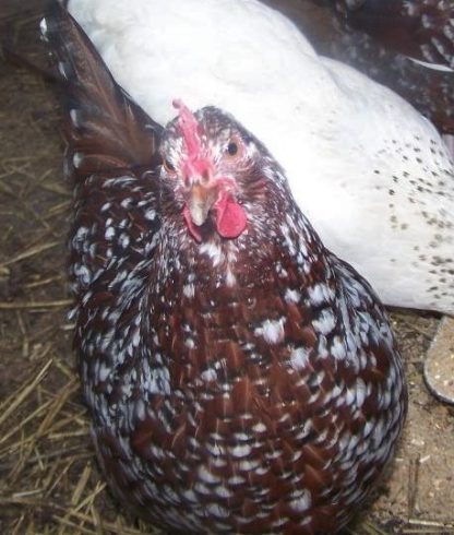 Speckled Sussex Chicken