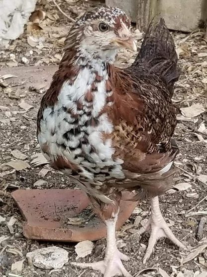 Speckled Sussex Chicken