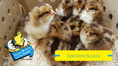 Speckled Sussex Chicks