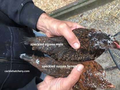 Male and Female Speckled Sussex Chicken