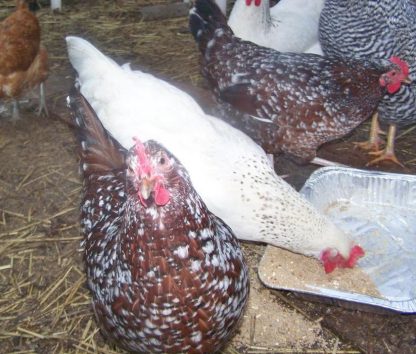 Speckled Sussex Chicken