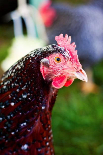 Speckled Sussex Chicken Rooster