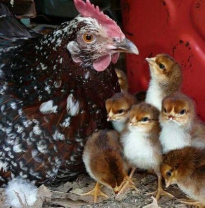 Speckled Sussex Chicken and Chicks