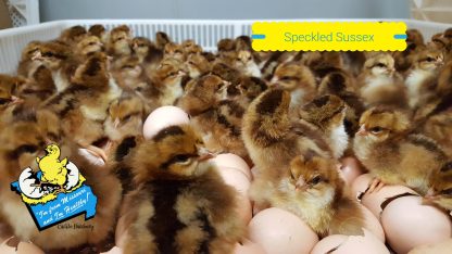 Speckled Sussex Chicks