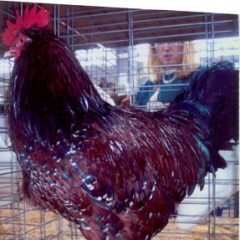 Speckled Sussex Chicken Rooster