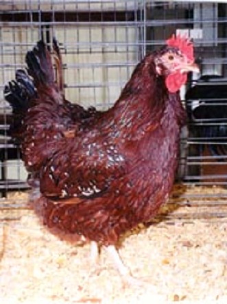 Speckled Sussex Chicken Hen