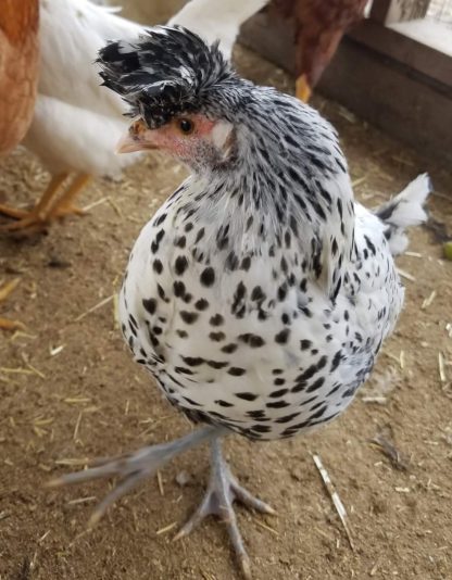 Silver Spangled Appenzeller Spitzhauben Chicken