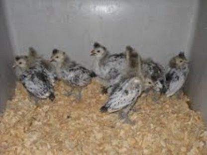 Silver Spangled Appenzeller Spitzhauben Chickens for Sale