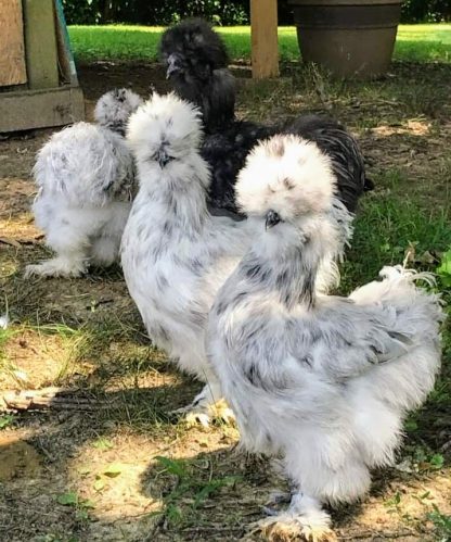 Splash Silkie Bantam