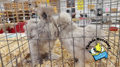 Splash silkie Chicken