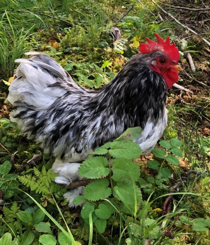 splash cochin bantam Dennis and Lisa, Jewel Meadows