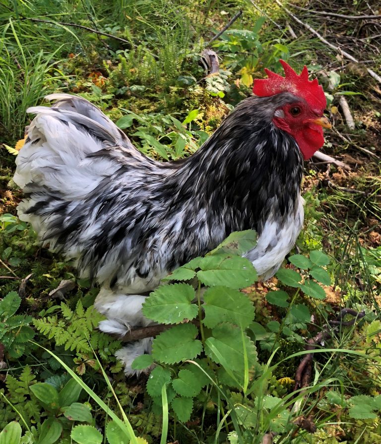 splash cochin bantam Dennis and Lisa, Jewel Meadows