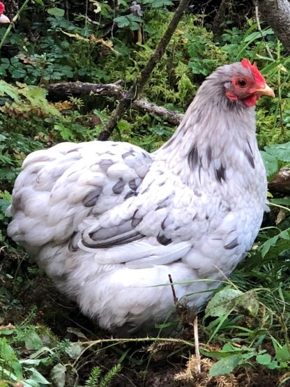 splash cochin bantam Dennis and Lisa, Jewel Meadows