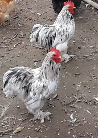 Splash Cochin Bantam Scott Anderson