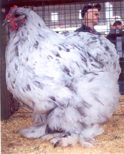 Splash Cochin Standard Chicken Hen bred and owned by Beth and Jerry Smith (Georgia). Photo taken by Jeff Smith at Poultry show in Indianapolis. Splash Cochin Standard Chicks