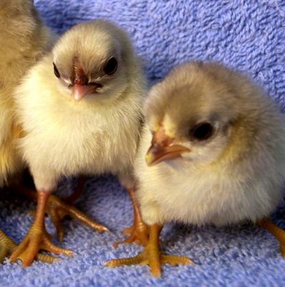 Splash OE bantam chicks