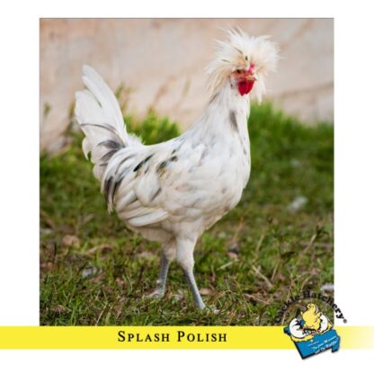 Splash Polish Chicken