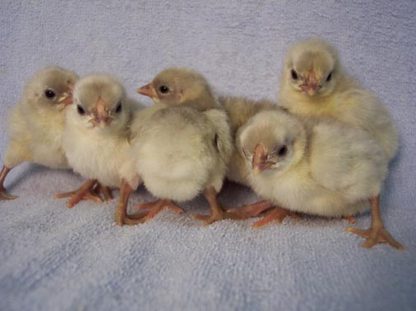 Splash Rosecomb Bantam Chicks