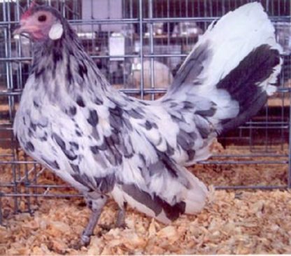 Splash Rosecomb Bantam Chicken Hen