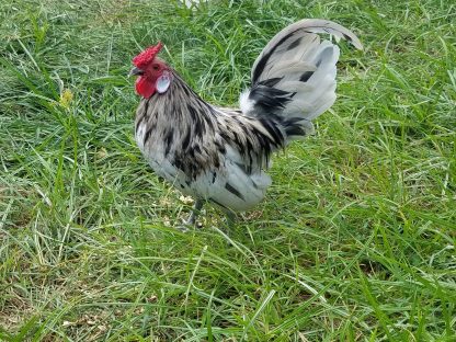 Splash Rosecomb bantams Tara Sembach