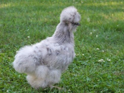 Splash Silkie Bantam Chicken Breed