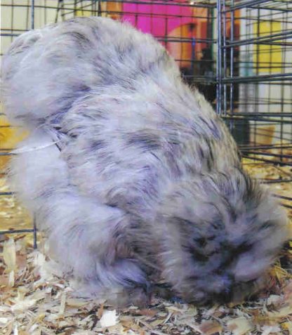 Splash Silkie Bantam Chicken