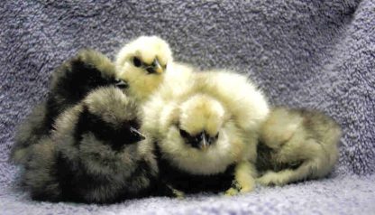 Day Old Splash Bantam Chicks