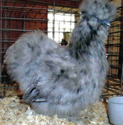 Splash Bantam Silkie Bantam Chicken Hen