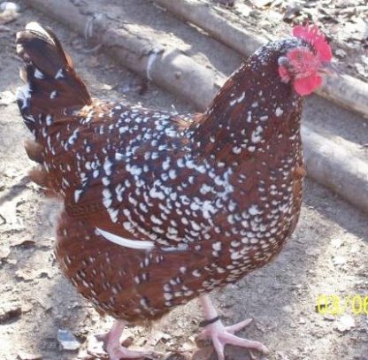 Speckled Sussex Chicken