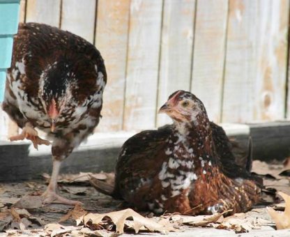 Speckled Sussex Chicken