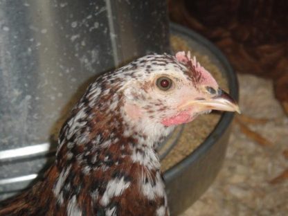 Speckled Sussex Chicken
