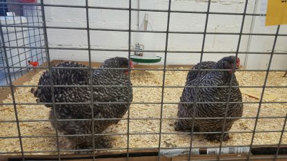 Barred Cochin Standard Chickens