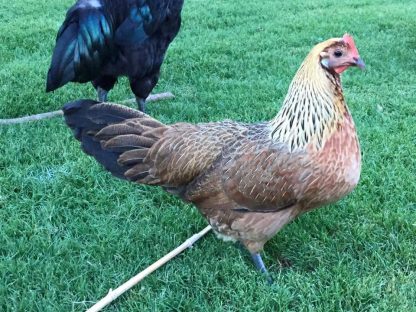 Golden Duckwing Standard Phoenix Hen