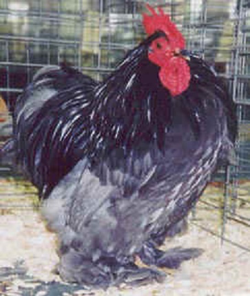 Blue Cochin Bantam Chicken