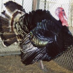 Heritage (Standard) Bronze Turkey Tom