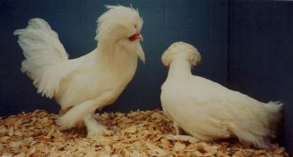 White Sultan Chickens