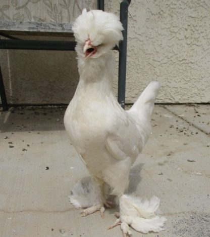 White Sultan Chicken