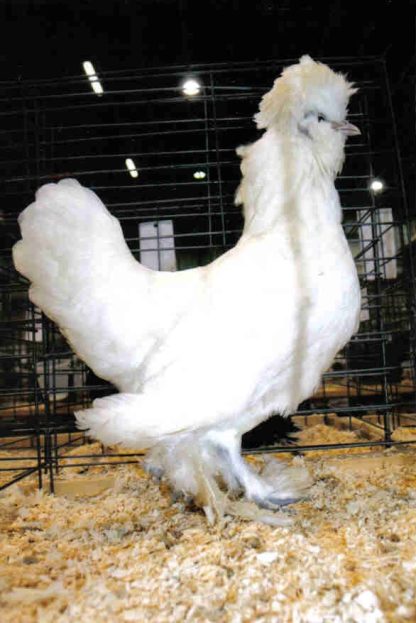 White Sultan Chicken Hen
