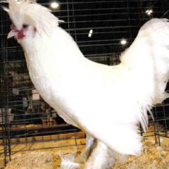 White Sultan Chicken Rooster