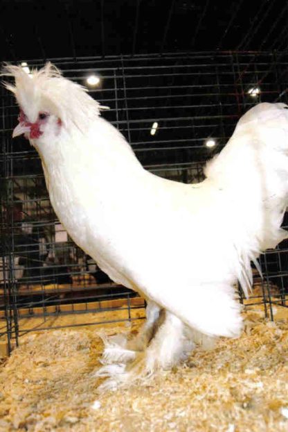 White Sultan Chicken Rooster