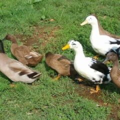 Surplus Ducks