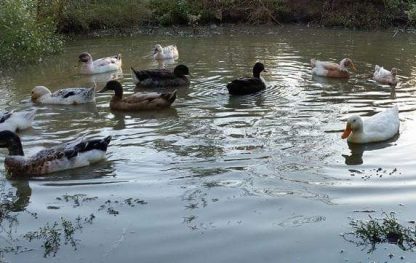 Surplus Ducks