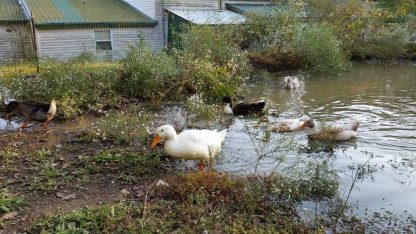 Surplus Ducks