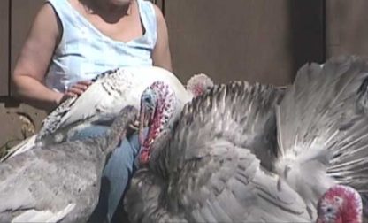 Surplus Rare Turkey Special