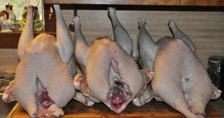 Surplus Rare Turkey Special