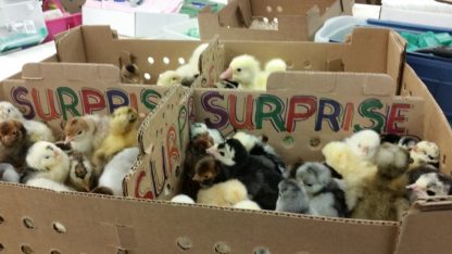Hatchery Surprise Baby Chicks