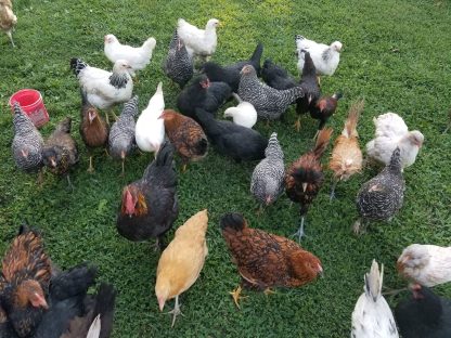 How Many Chickens Make a Flock? - Cackle Hatchery